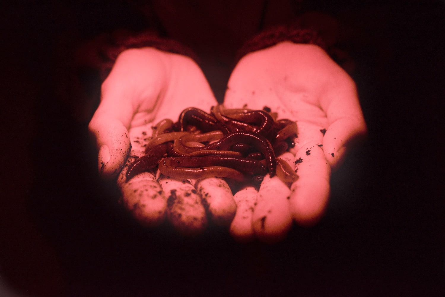Best Tips for Catching Nightcrawlers • Fishing Duo