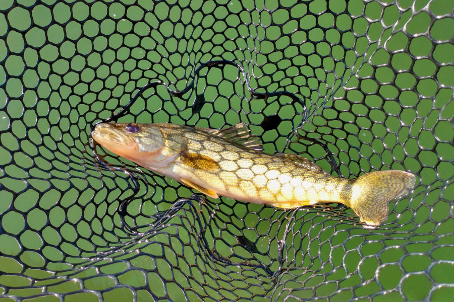 Are Rubber Nets Better For Fish • Fishing Duo