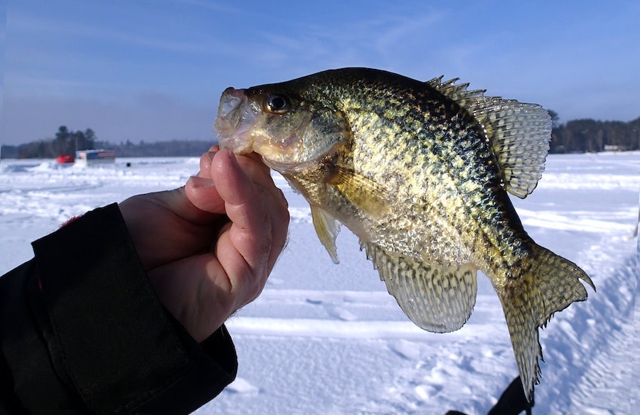 11 Unbeatable Ice Fishing Lures to Catch More Crappie • Fishing Duo